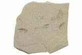 Eocene Fossil Cricket (Orthoptera) - Green River Formation #213340-1